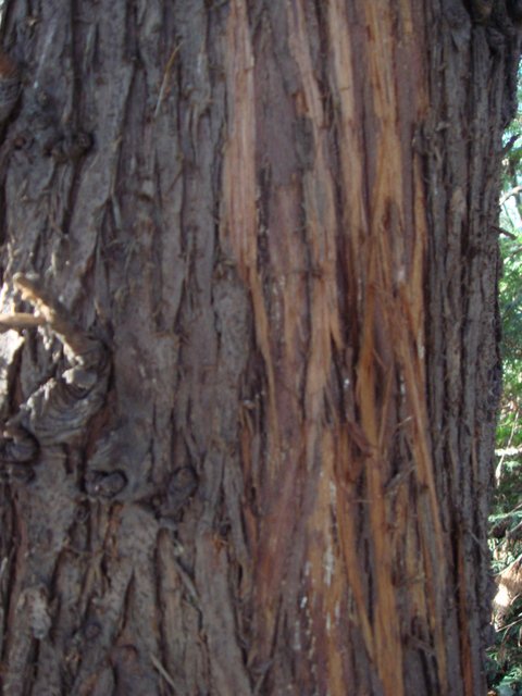 Thuja plicata ecorce